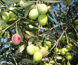 Olive tree